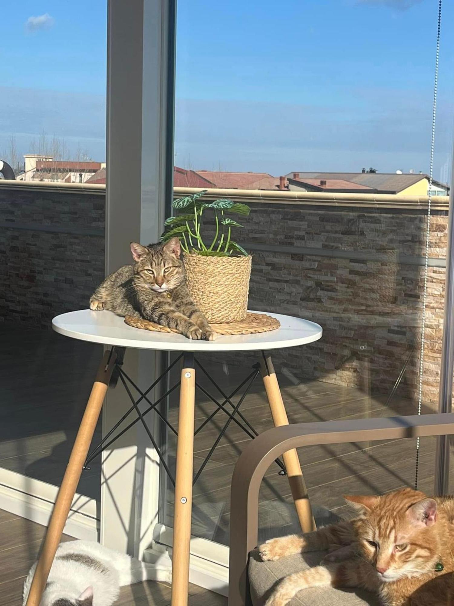 B&B La Terrazza Polifrone Cotronei Exterior foto